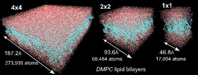 Figure 1: Visual representations of the lipid-bilayer systems. The DMPC 1x1 system describes the small system of 72 lipid molecules (36 lipids/leaflet) traditionally used for simulations on high-end clusters. DMPC 2x2 and 4x4 describe systems with 288 and 1152 lipid molecules, respectively, that we were able to study on a single GPU. Presented in Structural, Dynamic, and Electrostatic Properties of Fully Hydrated DMPC Bilayers from Molecular Dynamics Simulations Accelerated with GPUs. 
