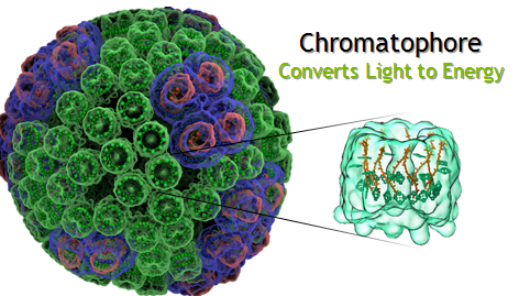 Figure 1: Researchers at University of Illinois at Urbana-Champaign simulated a 100 million atom model of a Chromatophore to understand the chemical reactions in photosynthesis.