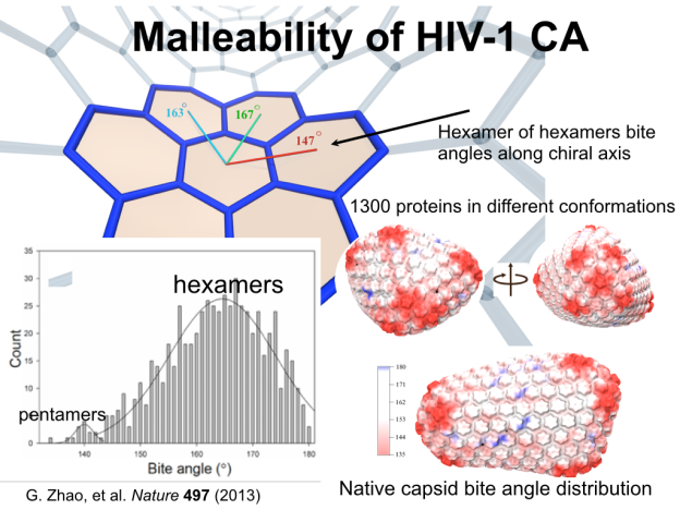 Malleability of HIV-1