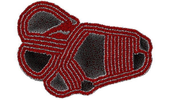 Figure 1: A multi-compartment-multi-walled vesicle can only form through the fusion of smaller intermediate structures. This is why we have to resort to large scale simulations using GPU acceleration.