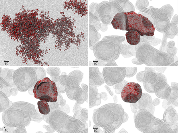 Figure 3: These images show how a vesicle is formed through the fusion and spontaneous wrapping of a membrane-like structure composed of many individual polymer molecules.