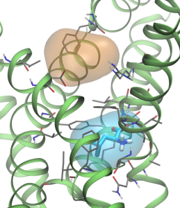 Figure 1: The active site of the Bacterial Leucine Transporter (LeuT) protein, on which the LSDalton team has been doing a number of high-accuracy calculations. The LeuT protein belongs to a family of transporters that are linked to neurological diseases.