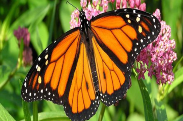 compressed-butterfly (2)